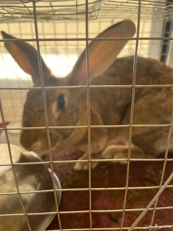 ارنب كبير و سمين النوع انثا 3