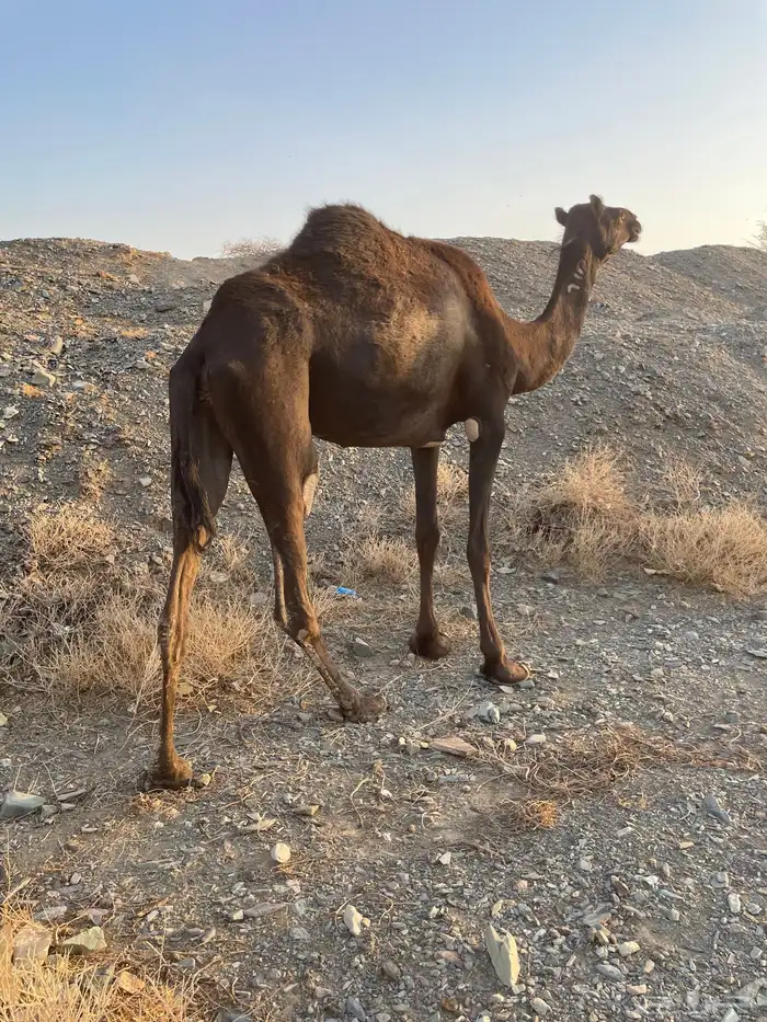 بكره ملحا رباع 4