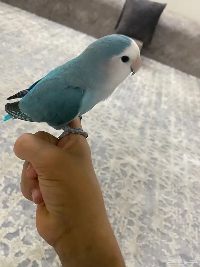 ينبع البحر 1