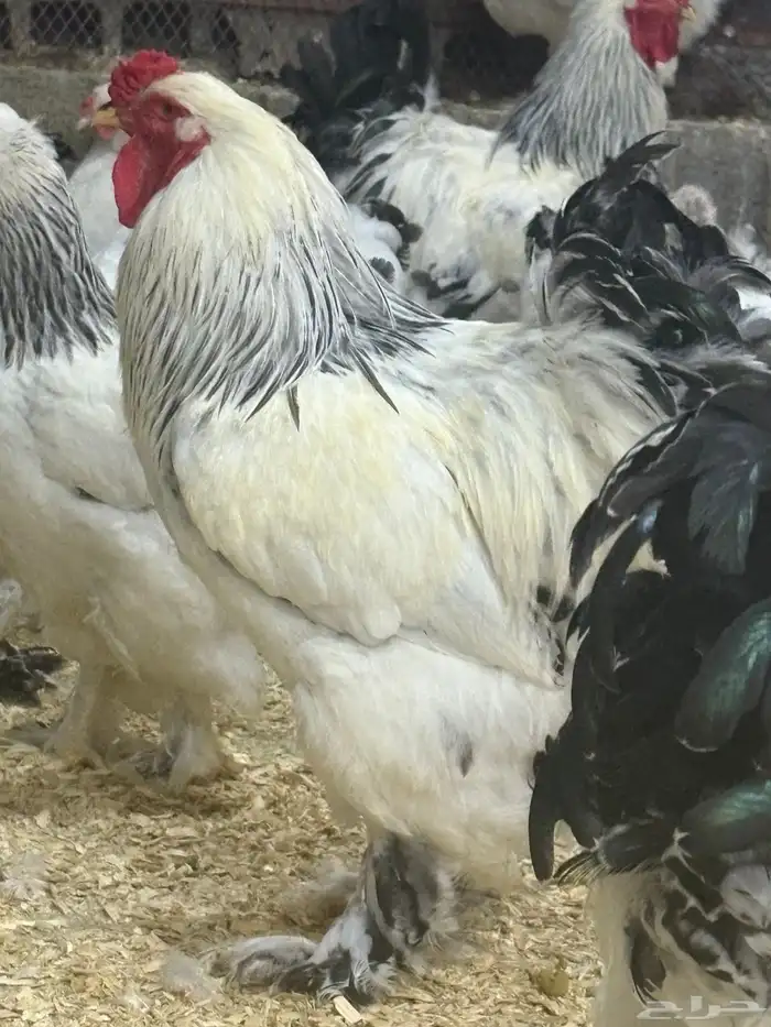 صيصان دجاج براهما كولمبي 3