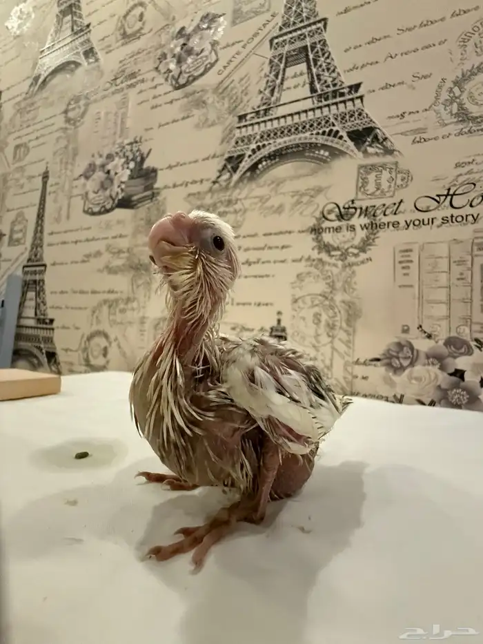 فروخ كوكتيل (كروان) للبيع 4