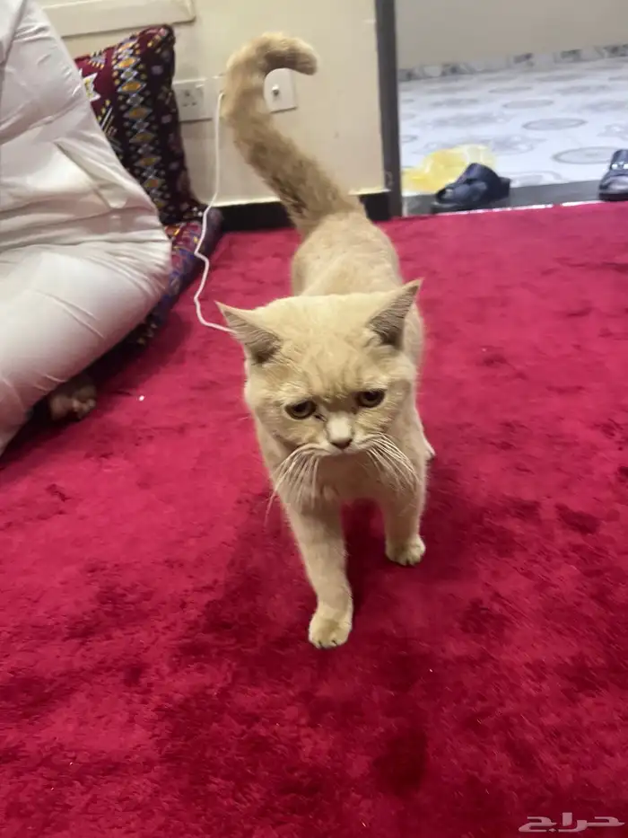 قط سكوتش متروك للأسف .. للتبني 3