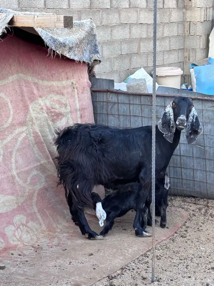 عنز معها 2 بالدوادمي 1