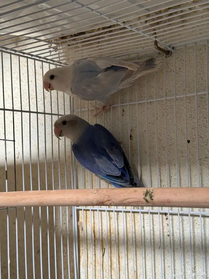 للبيع ازواج روز منتجه 15 زوج 27