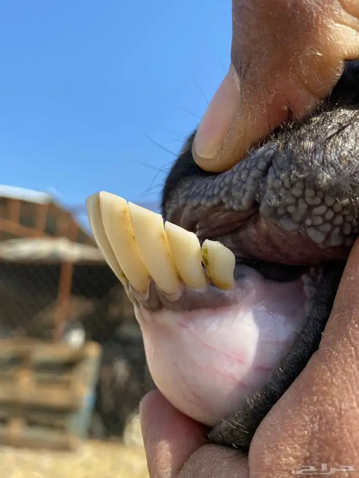 عنز عارضيه صنف والد تحتها تيس وجفره 38