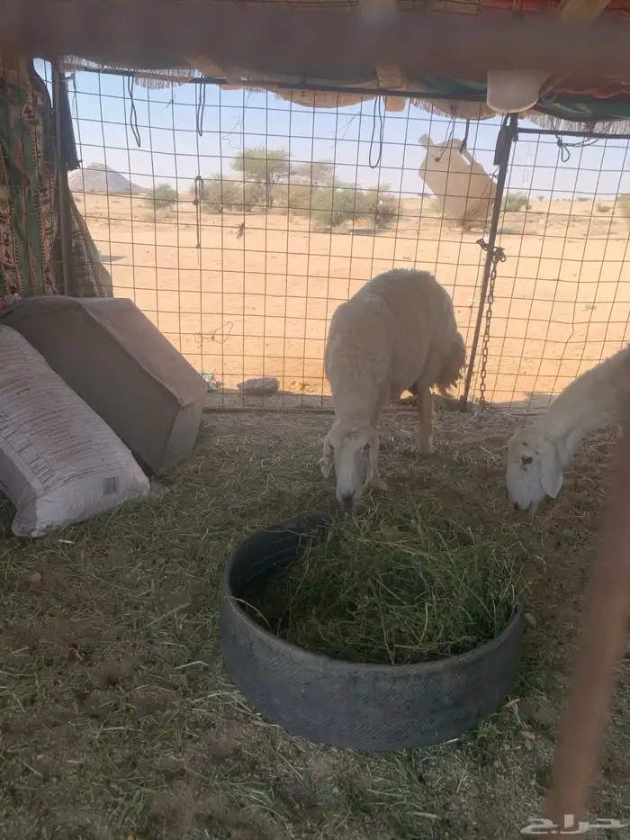 البيع غنام حريتا 2