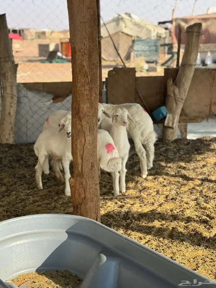 للبيع بهم حري خرفان 1