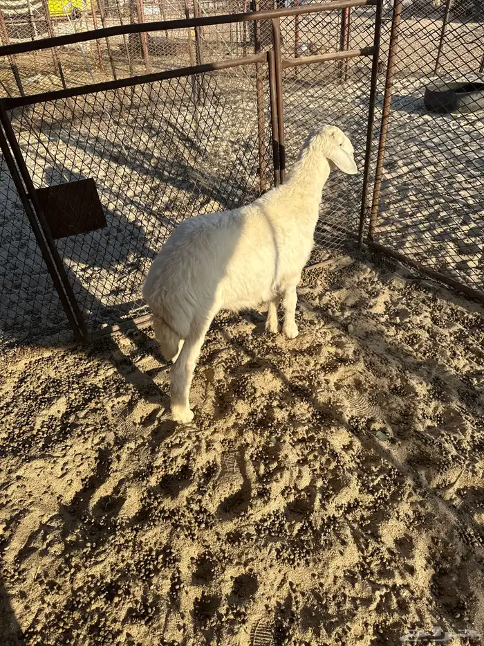 طلي كفو وشحم 0