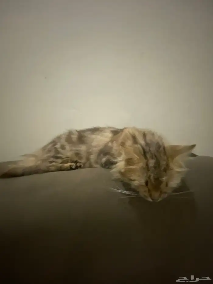 قطوة للبيع 2