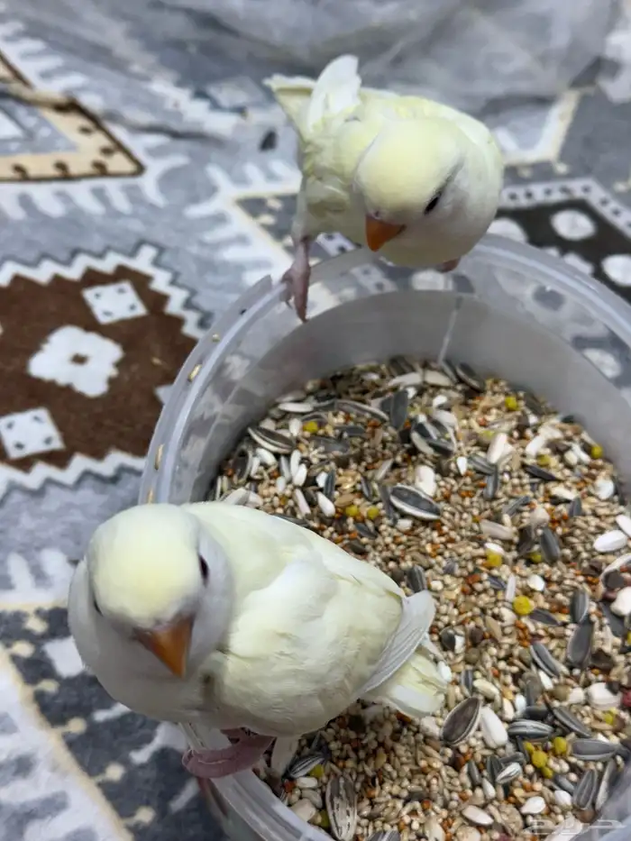 فروخ روز غر 1