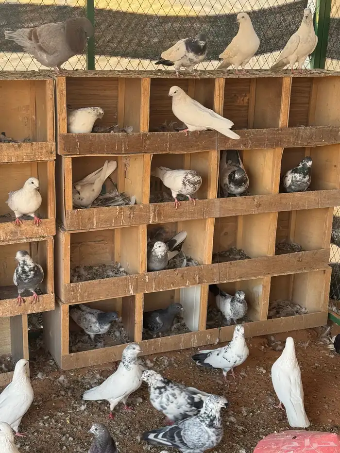 حمام باكستاني موضح طيرانه بالفيديو 3