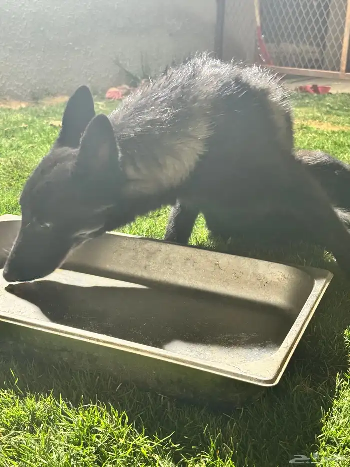 مالينو للتبني 3