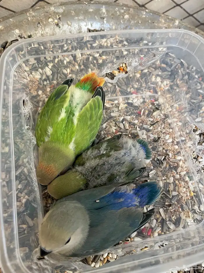 فروخ روز للبيع 0