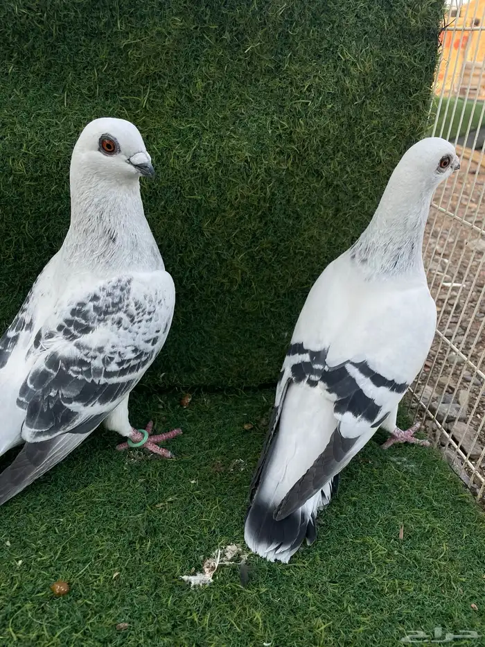 فرايد ذكور شاميه عمري حقت مطيار 0