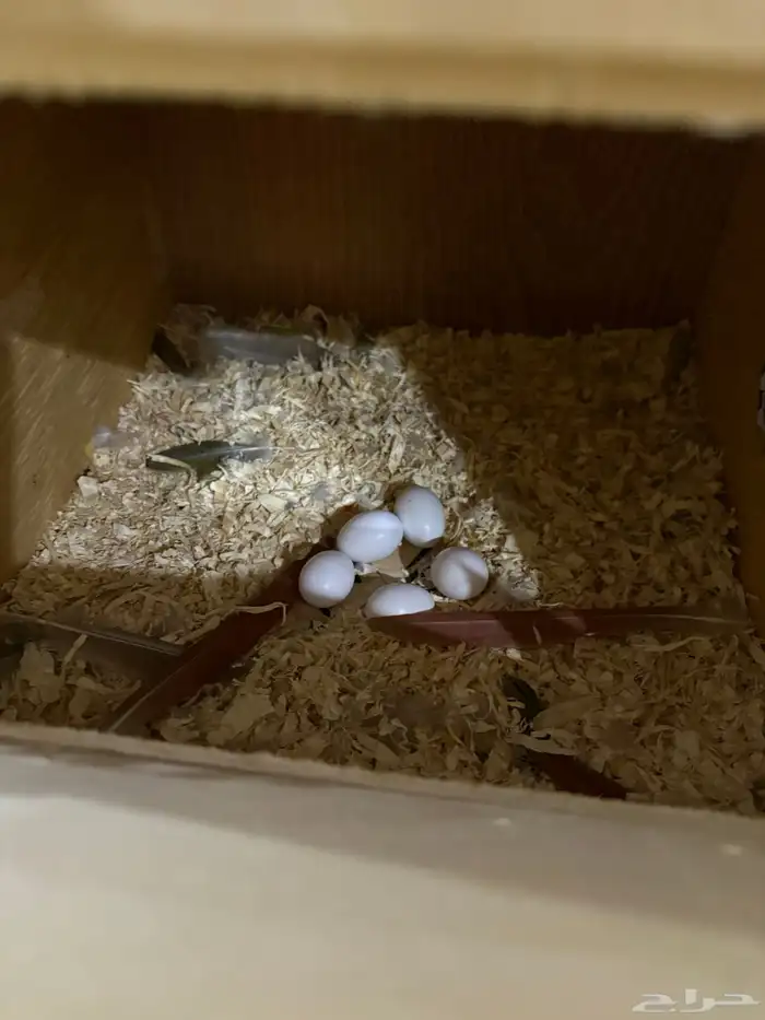 جوز كنيور منتج شرط 3