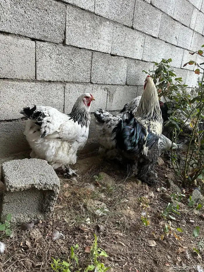 دجاج براهما مستوي توب 4