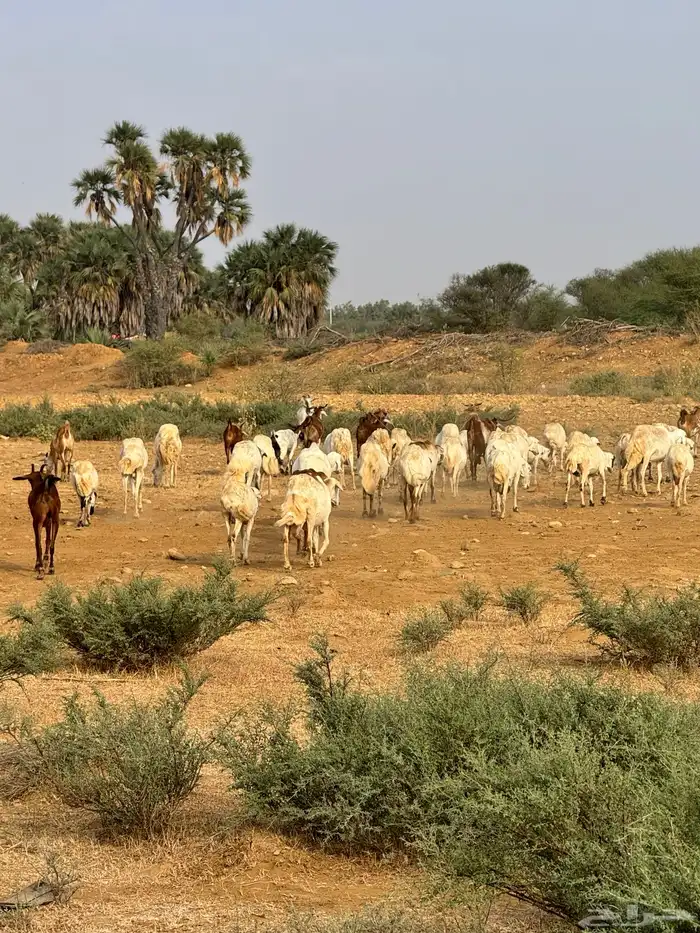 للبيع غنم دهم العدد 60 وضأن العدد 35 2