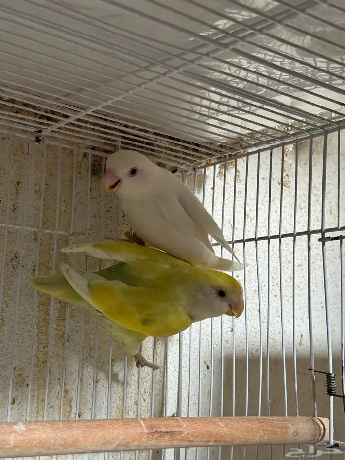 للبيع ازواج روز منتجه 15 زوج 34