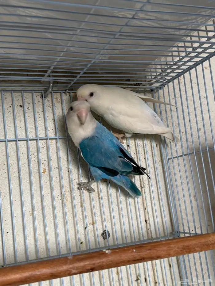 للبيع ازواج روز منتجه 15 زوج 16