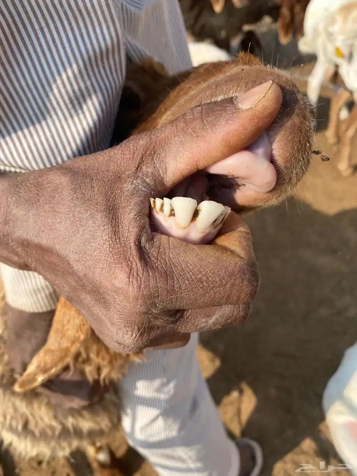 نعجة ثنيه فل شحم ذبيحة خصم 1