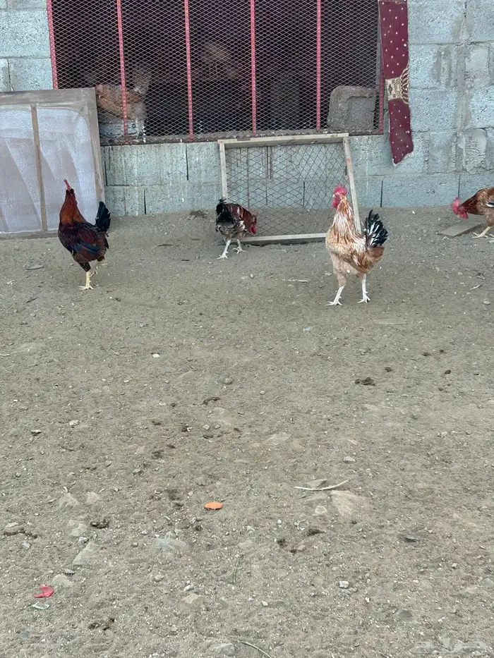 ديوك بلديه 3