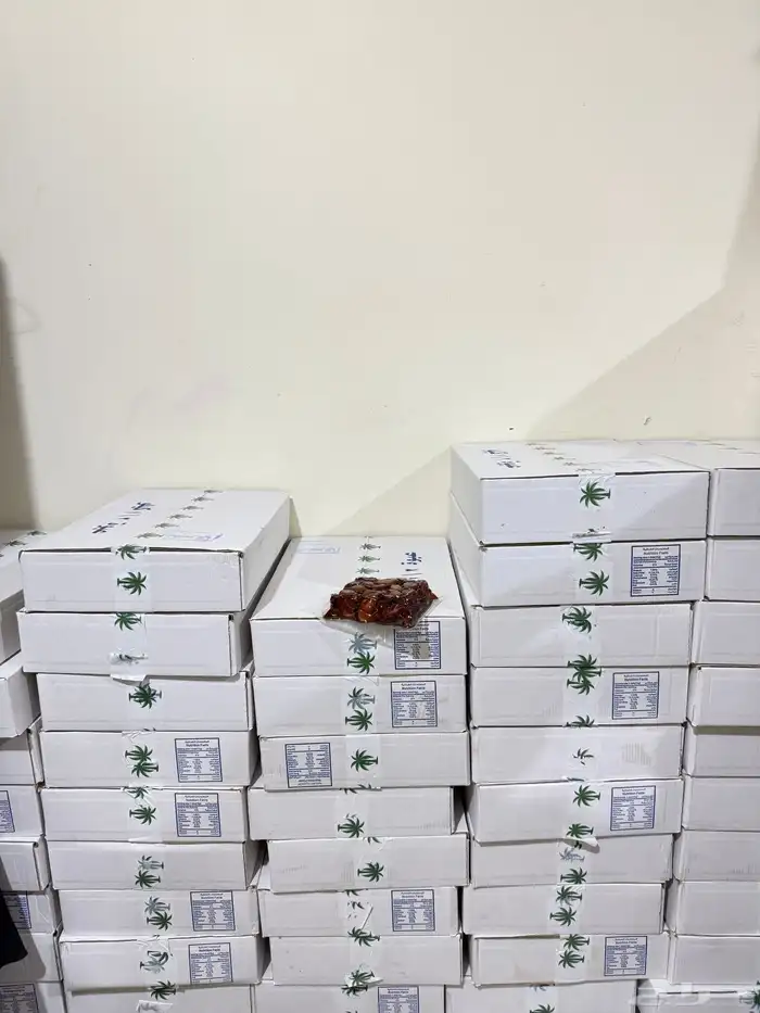 تمر صفري بيشة سنه انتاج 1447 3