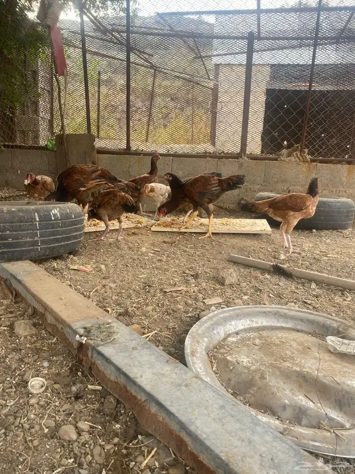 دجاج باكستاني 4