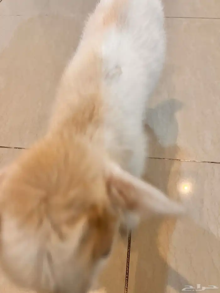 قزمي للبيع 1