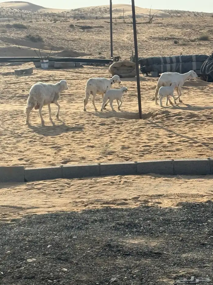 ولد 4 تحتهن 4 خرفان شرط روم وسلم 0