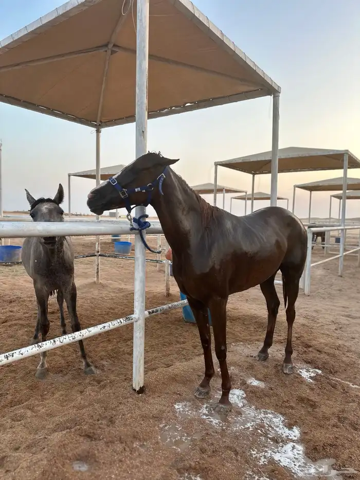 فرس شعبية خط جزيري 4