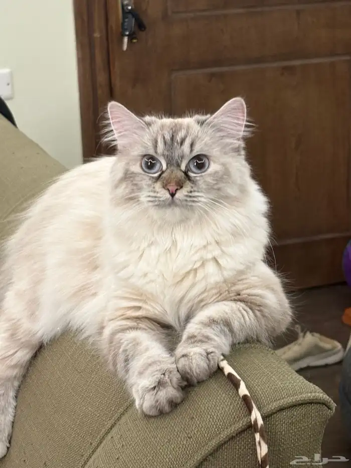 أنثى للتزاوج راغدول. قط تزاوج 1