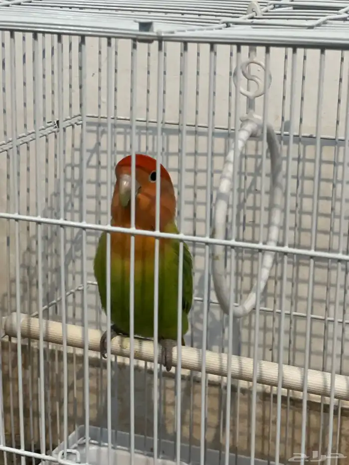 طير روز للبيع 4