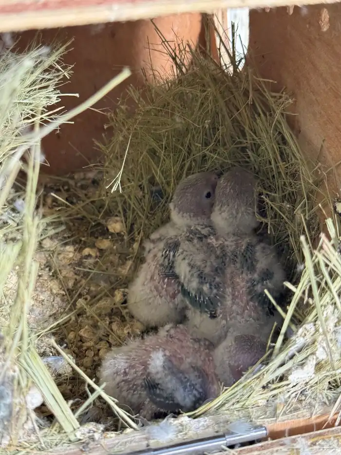 للبيع ازواج روز منتجه 15 زوج 37