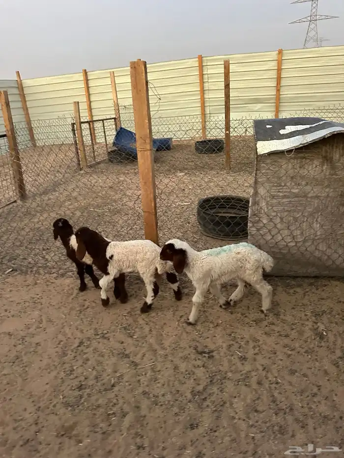 دواغير نعيم العدد 3 (2 خروف 1 رخل ) 2