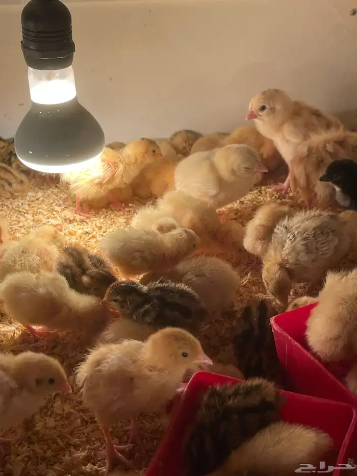 فروخ سمان تكساس 4