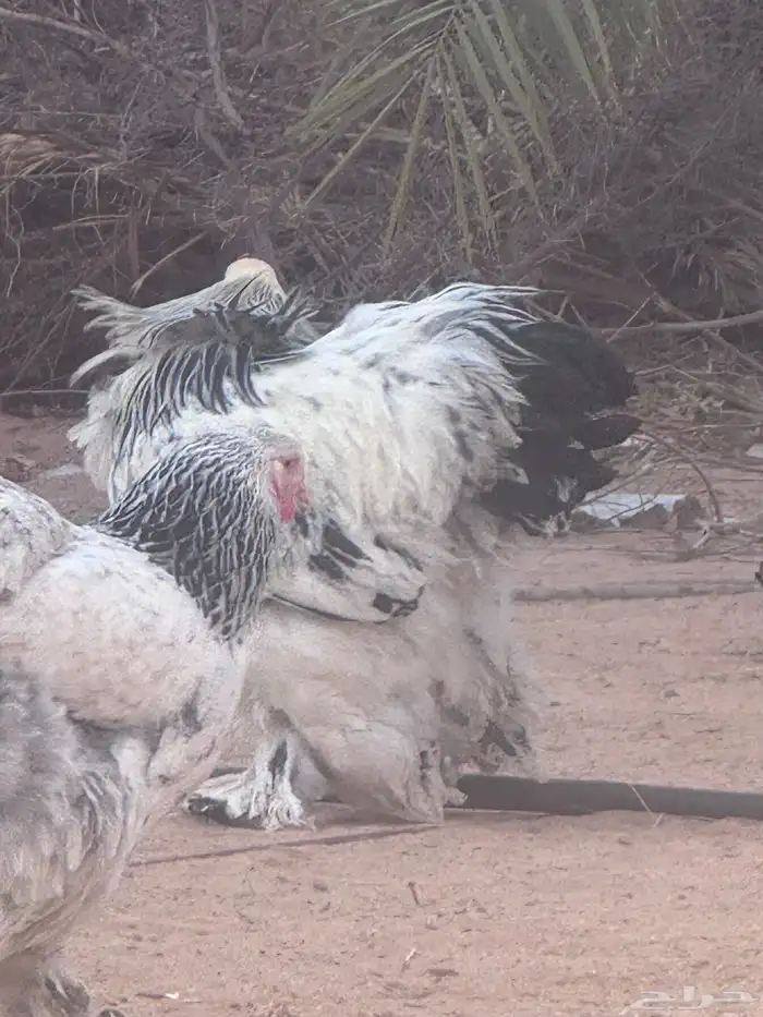 دجاج براهما كولمبي 7