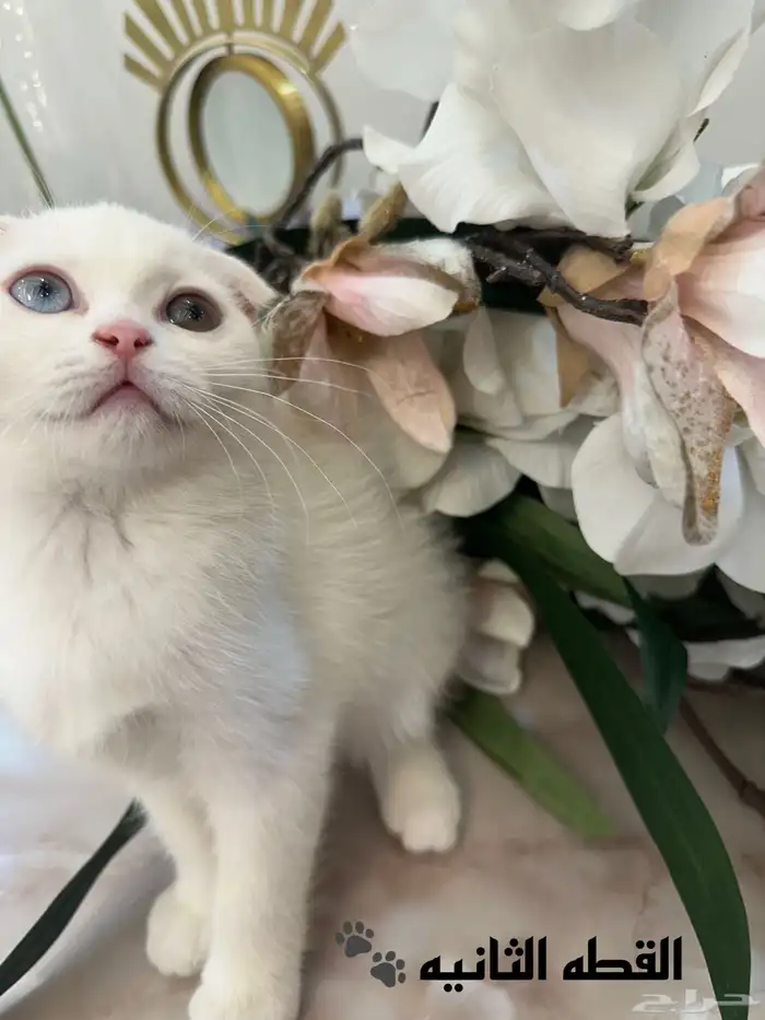 كيتن سكوتش للبيع 0