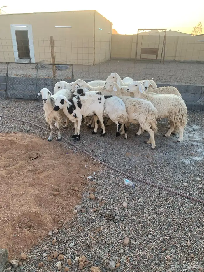 ضان مضاريع ودفيع وولد 1