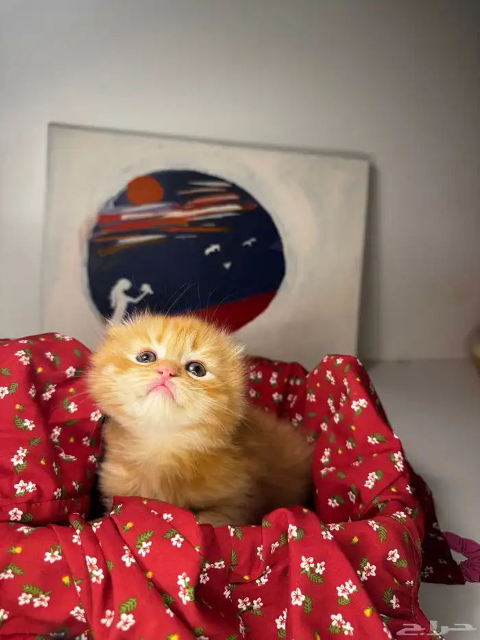 سكوتش فولد 2