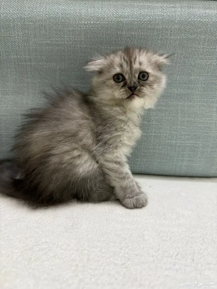 كتن انثى سكوتش شيرازي مهجن للبيع 2