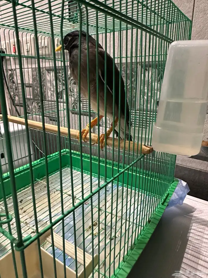 طير ميناء كبتن كلام 5