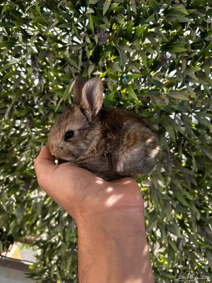 ارانب قزم كيوت و لطيفة و احجم صغيره 10