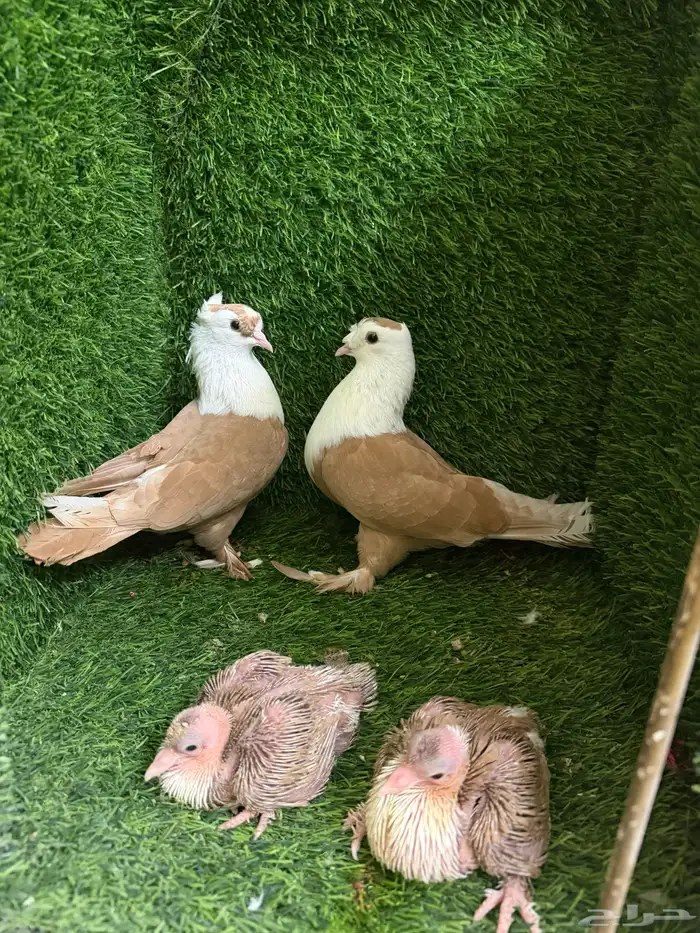 حمام لبناني 1