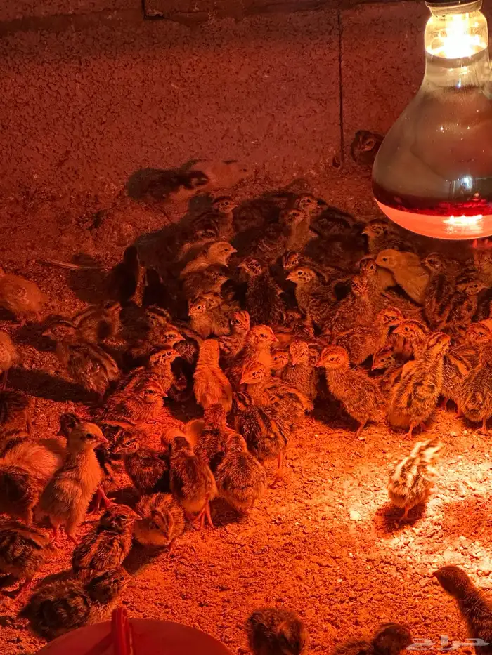 صوص سمان فري 0