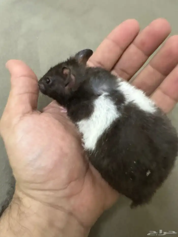 هامستر الفيه جدا  جدا 2