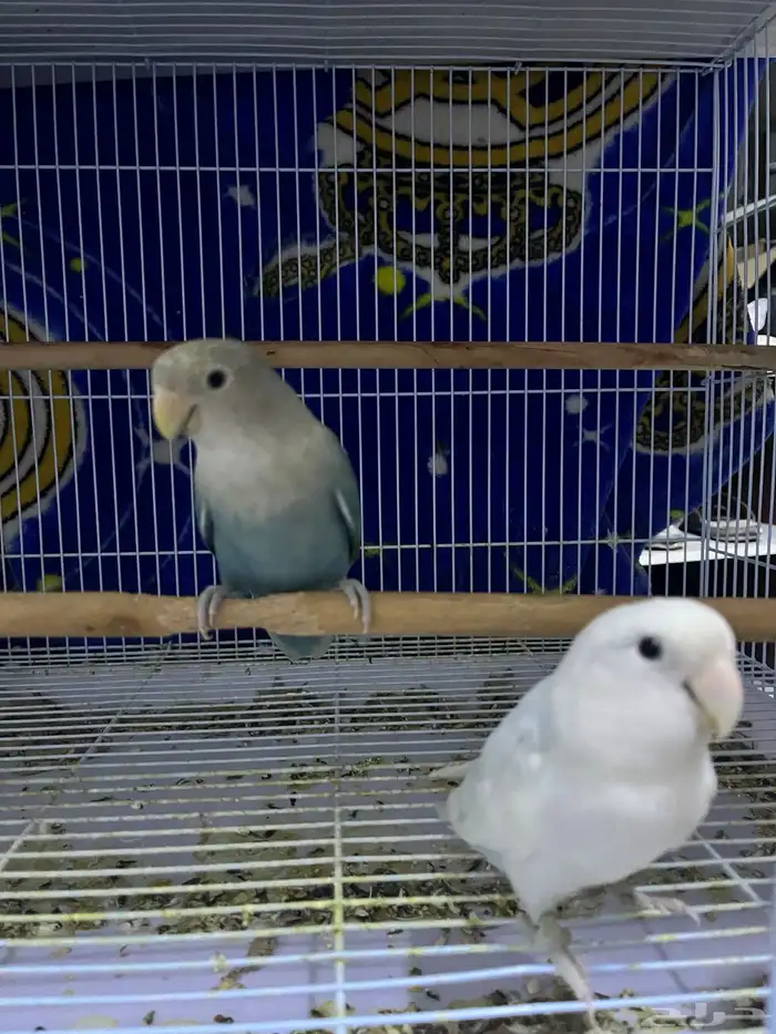 زوج روز اليف 4