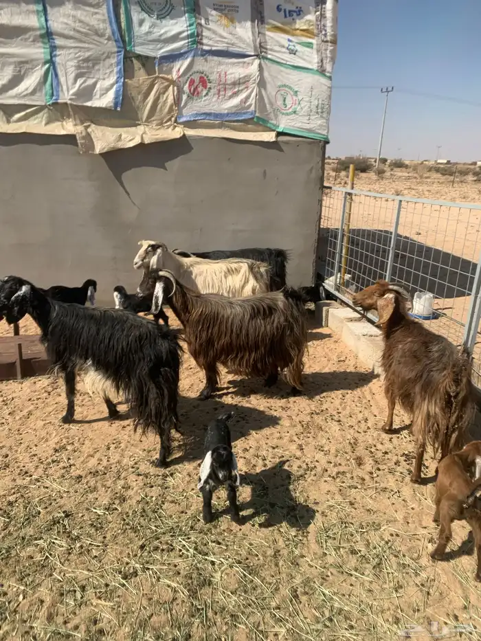 معزا خلفات 0