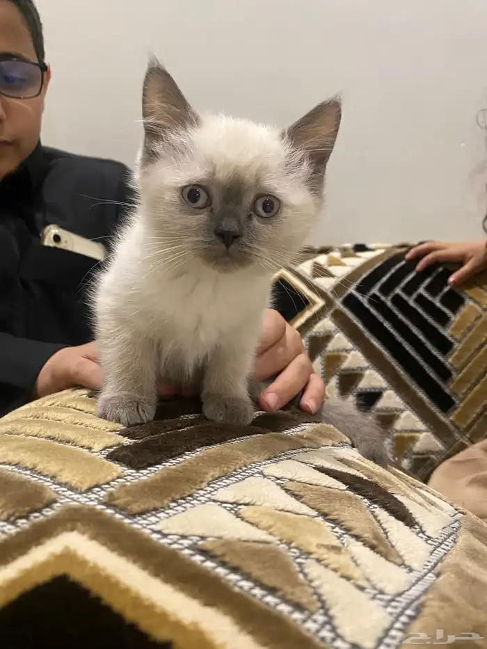 قطط شيرازي كثيرت اللاعب ولا تعظ بس تخمش اذ ظربته 3