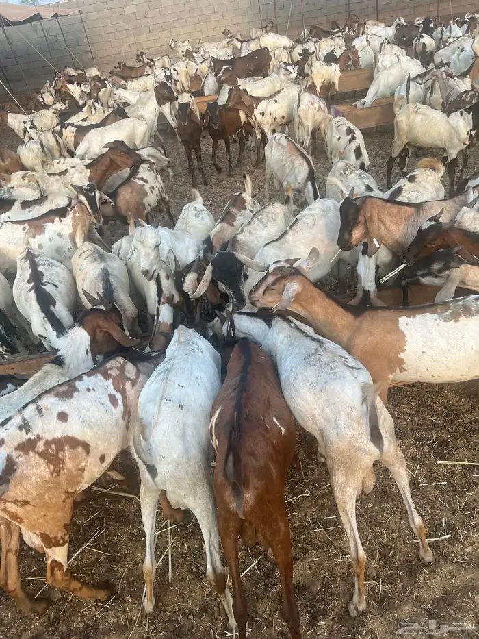 تيوس حبشيه 1