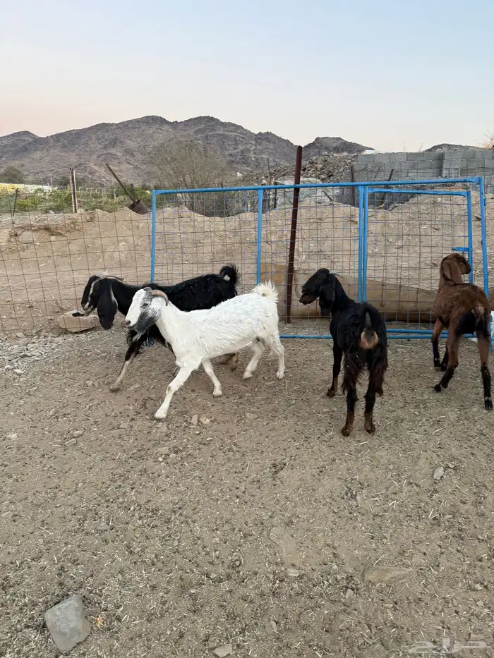 7 معزا للبيع 4